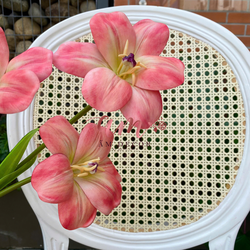 TULIP NỞ VÂN (Cam Hồng)