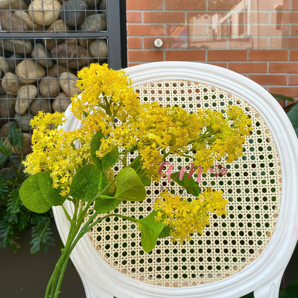 HOA SƯƠNG MÙ DẠI (Vàng)