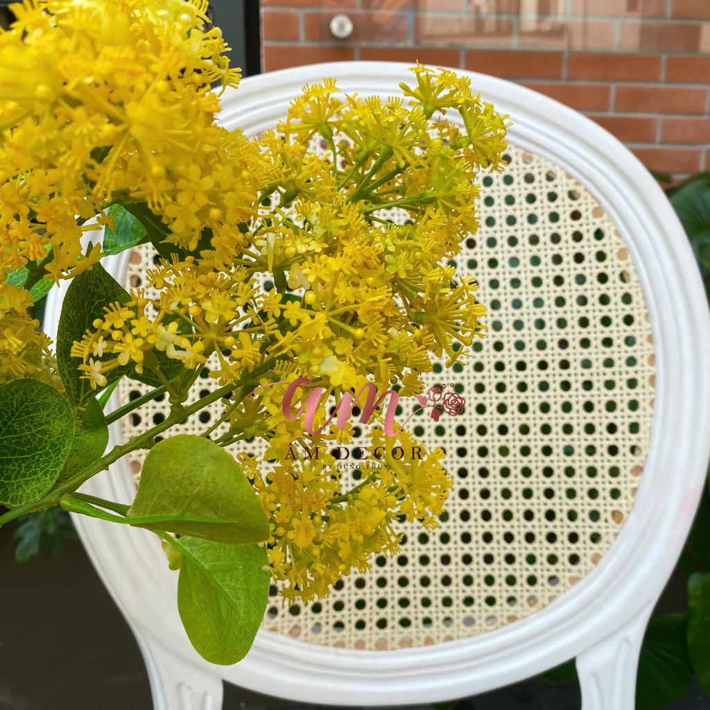 HOA SƯƠNG MÙ DẠI (Vàng)