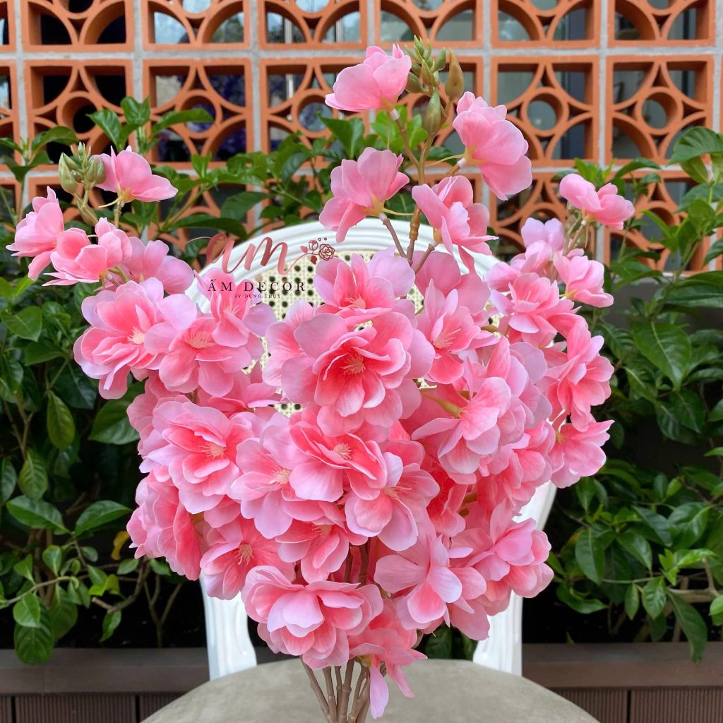 SAKURA LỤA ẨM
