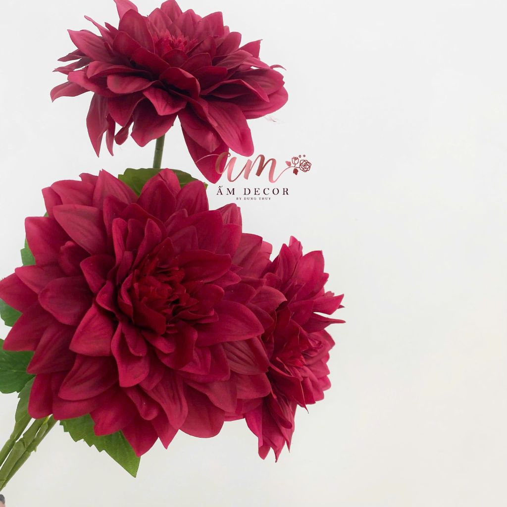 THƯỢC DƯỢC LỤA ẨM BÔNG LỚN ĐỎ