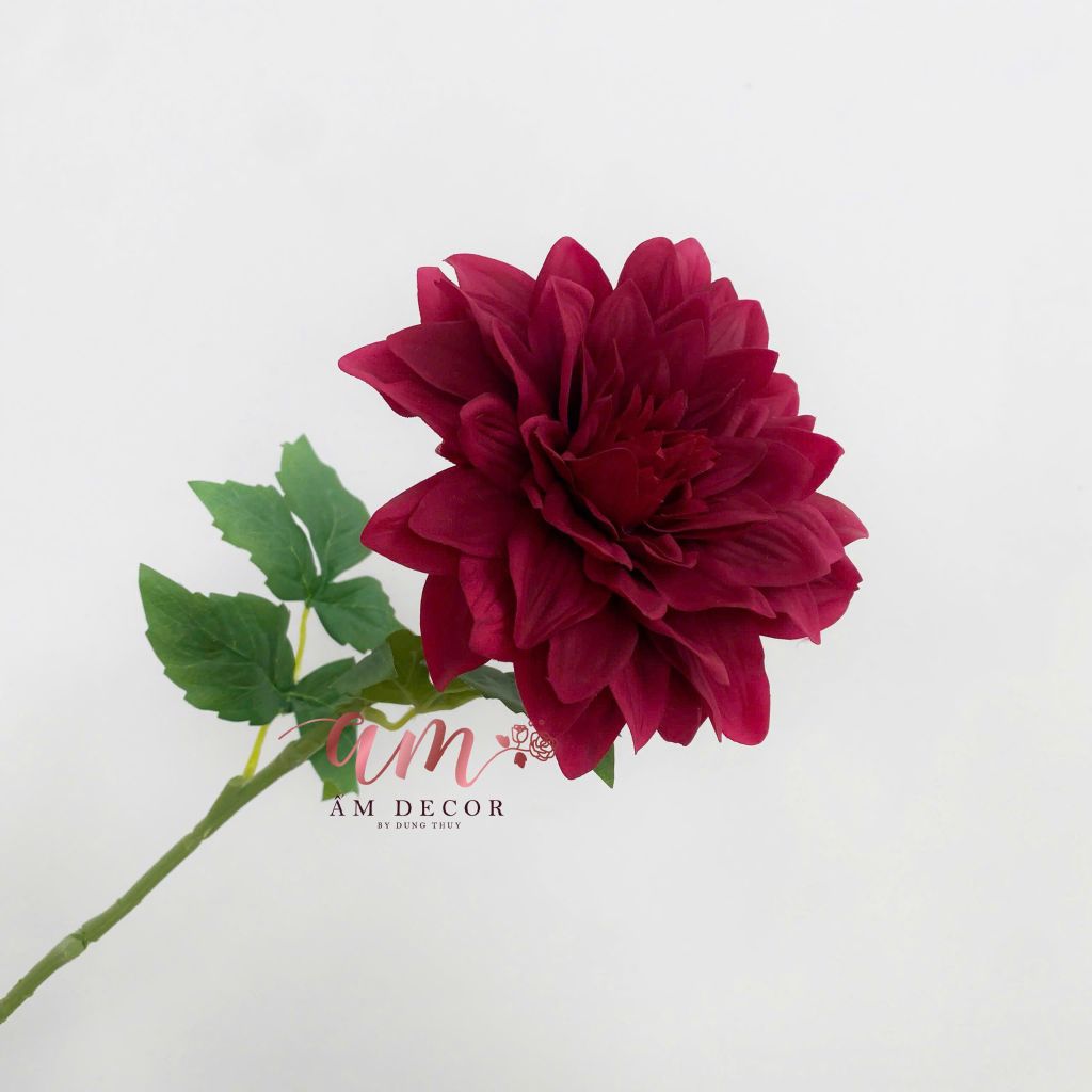 THƯỢC DƯỢC LỤA ẨM BÔNG LỚN ĐỎ
