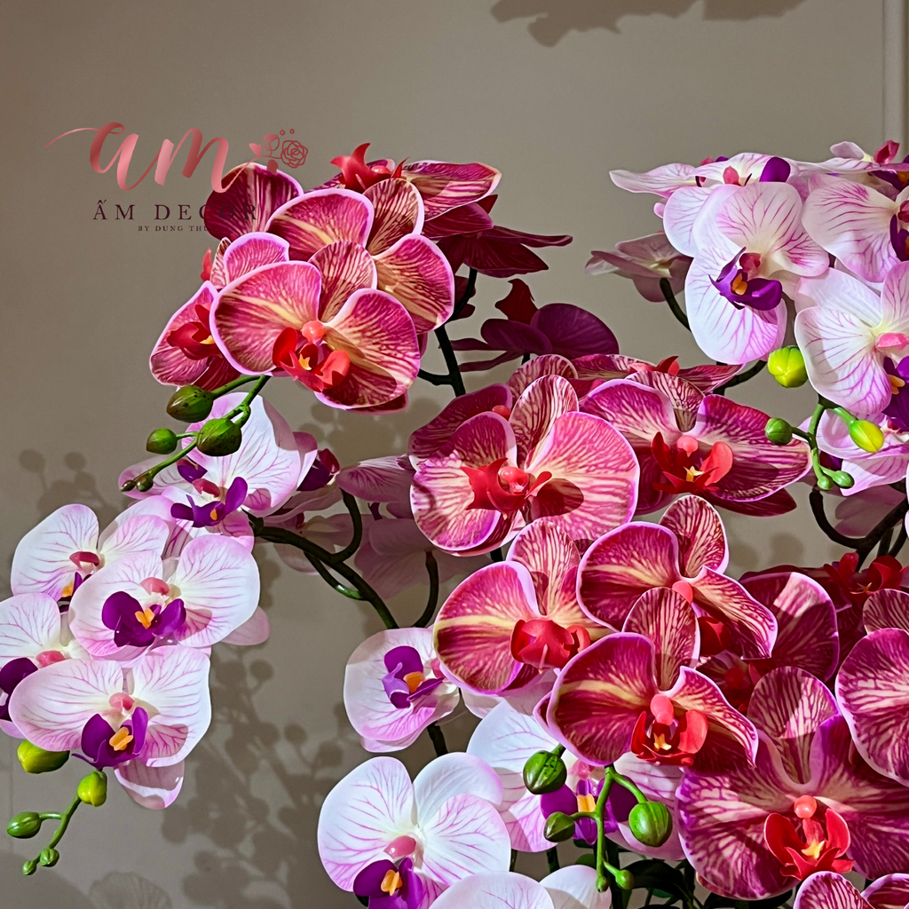 BÌNH HOA AROSÉ ORCHID INFERNO