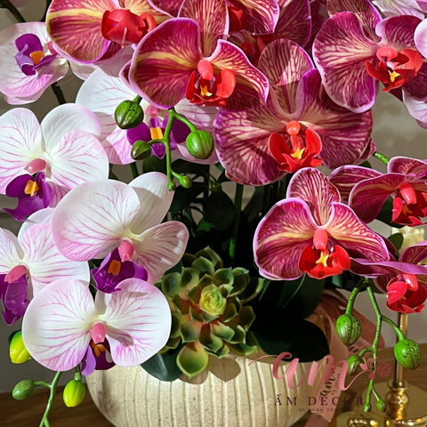  BÌNH HOA AROSÉ ORCHID INFERNO 