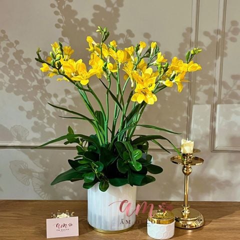  BÌNH HOA AURELIA GOLD 