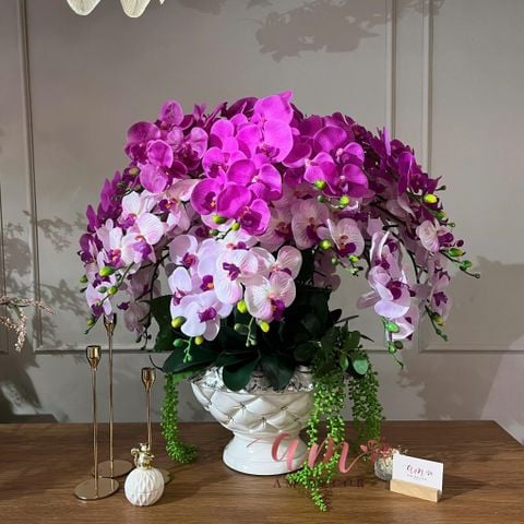  BÌNH HOA AUGUSTINE ORCHID ROYALTY 