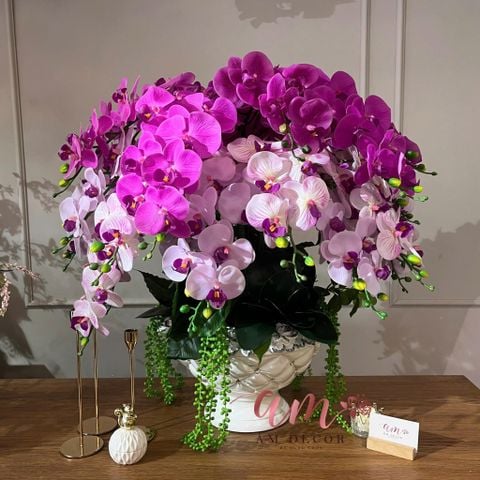  BÌNH HOA AUGUSTINE ORCHID ROYALTY 