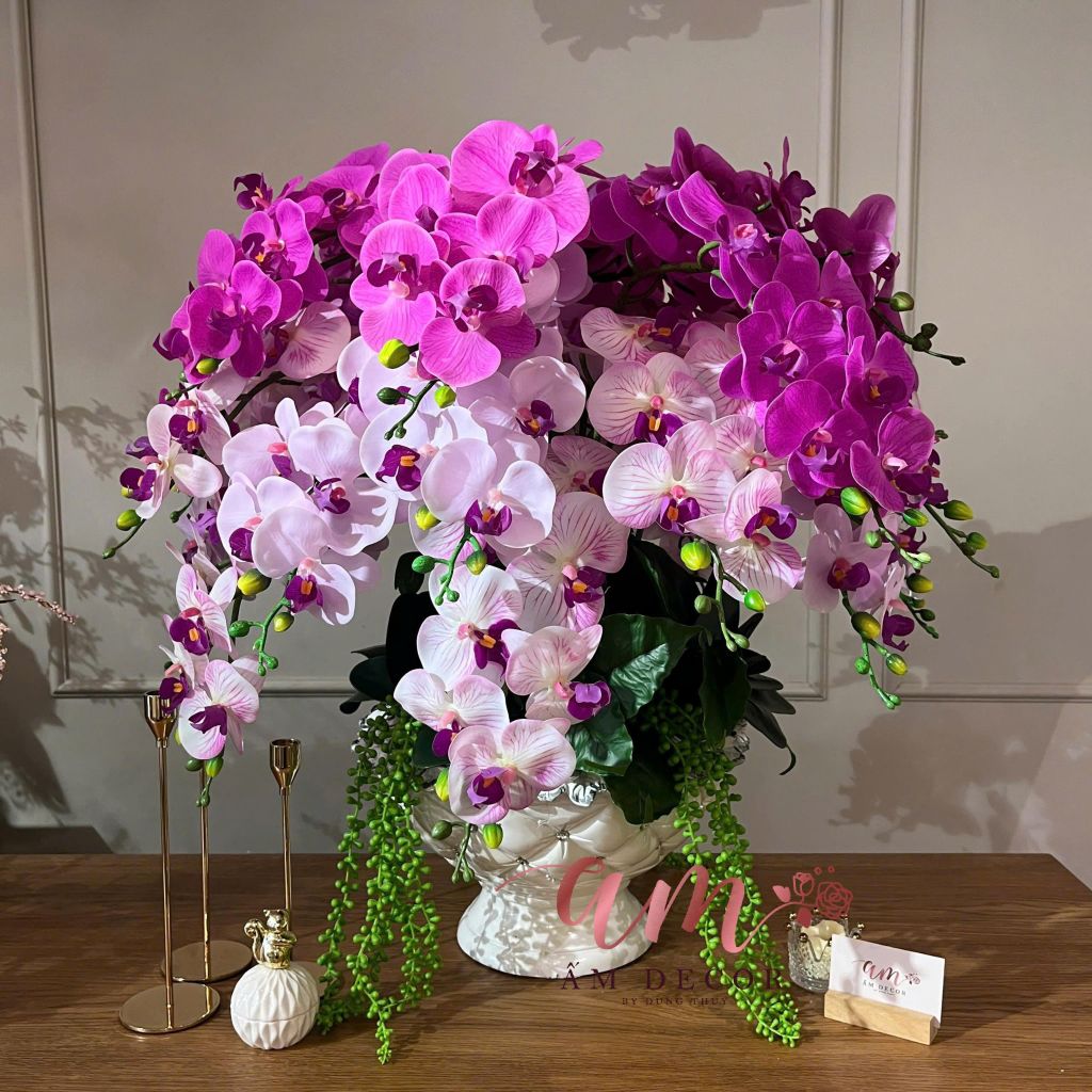 BÌNH HOA ORCHID AUGUSTINE ROYALTY