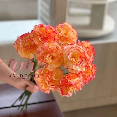  CẨM CHƯỚNG LỤA DƯỠNG ẨM (Cam Cà Rốt) 