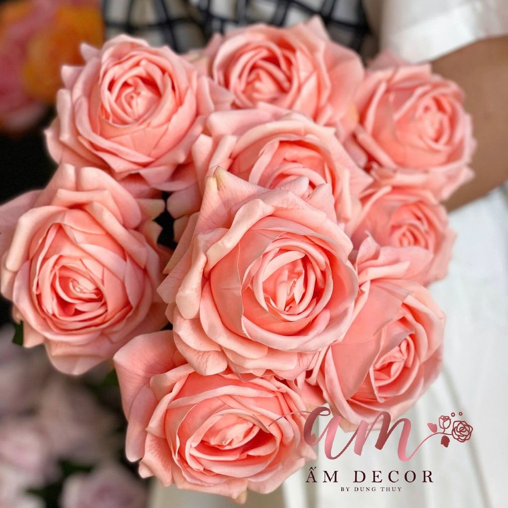HOA HỒNG TRỨNG LỤA ẨM (Cam Đào)