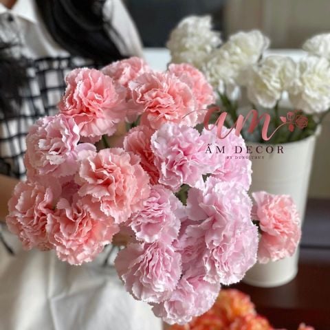  CẨM CHƯỚNG LỤA DƯỠNG ẨM (Hồng Cam) 