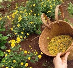 Trà Hoa Cúc (15gr)