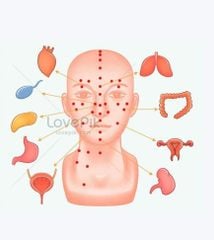 Lược Matxa Gỗ Bách Xanh (1 cái)