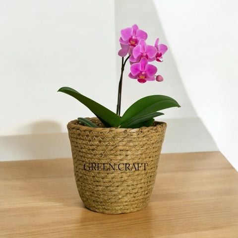 Chậu cói tự nhiên đựng cây cảnh, đồ dùng decor nhà cửa, GREEN CRAFT nhiều size