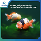 Đèn LED Lon M ZAqua 60W-100W - Công Nghệ WRGB Đỏ Cá Không Đỏ Nước, Chuyên Dụng Cho Hồ Cá Rồng & Cá Vàng