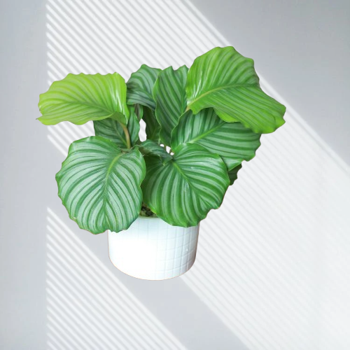  Đuôi công táo xanh 