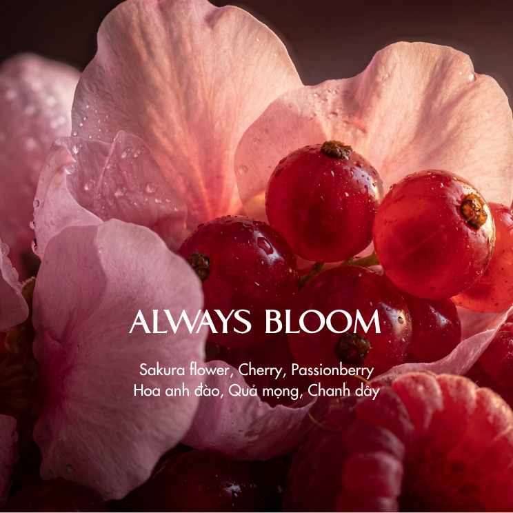  Nến thơm Terracotta - Always Bloom 