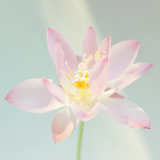  Chậu gốm Bát Tràng hoa nến Liên Hoa (hương sen - công nghệ AromaSpace) 