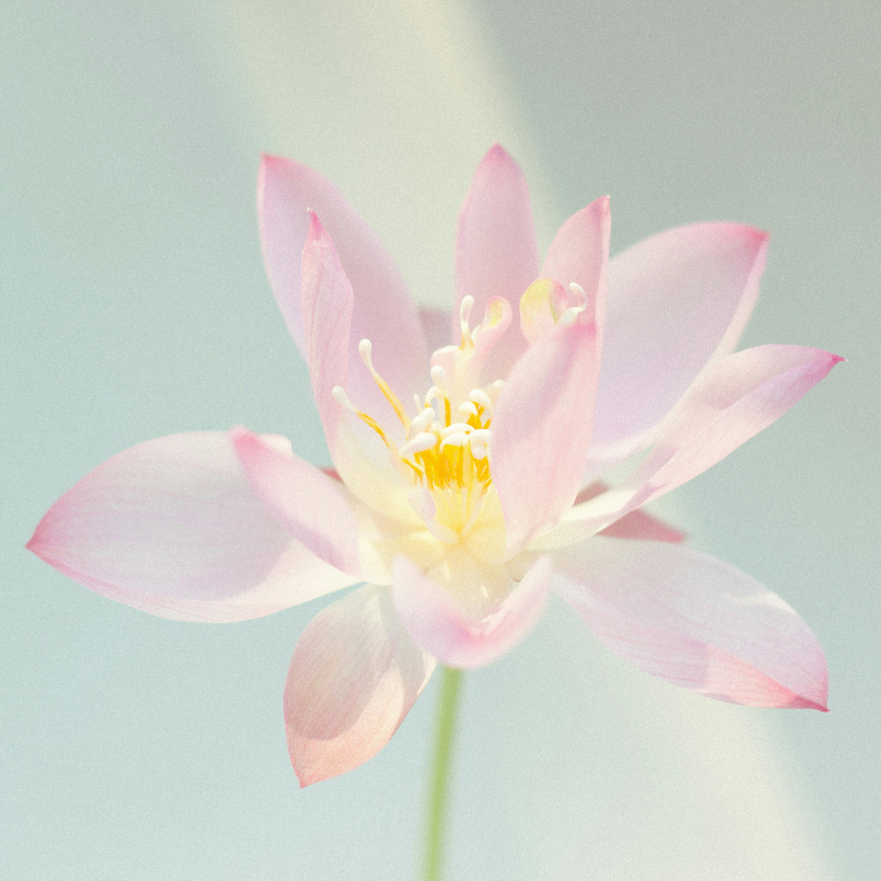  Chậu gốm Bát Tràng hoa nến Liên Hoa (hương sen - công nghệ AromaSpace) 