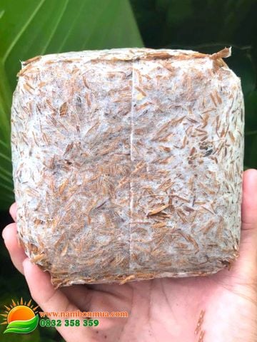 Meo Giống Nấm Rơm - Thương hiệu Làng Nấm Bốn Mùa