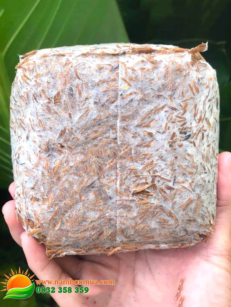 Meo Giống Nấm Rơm - Thương hiệu Làng Nấm Bốn Mùa