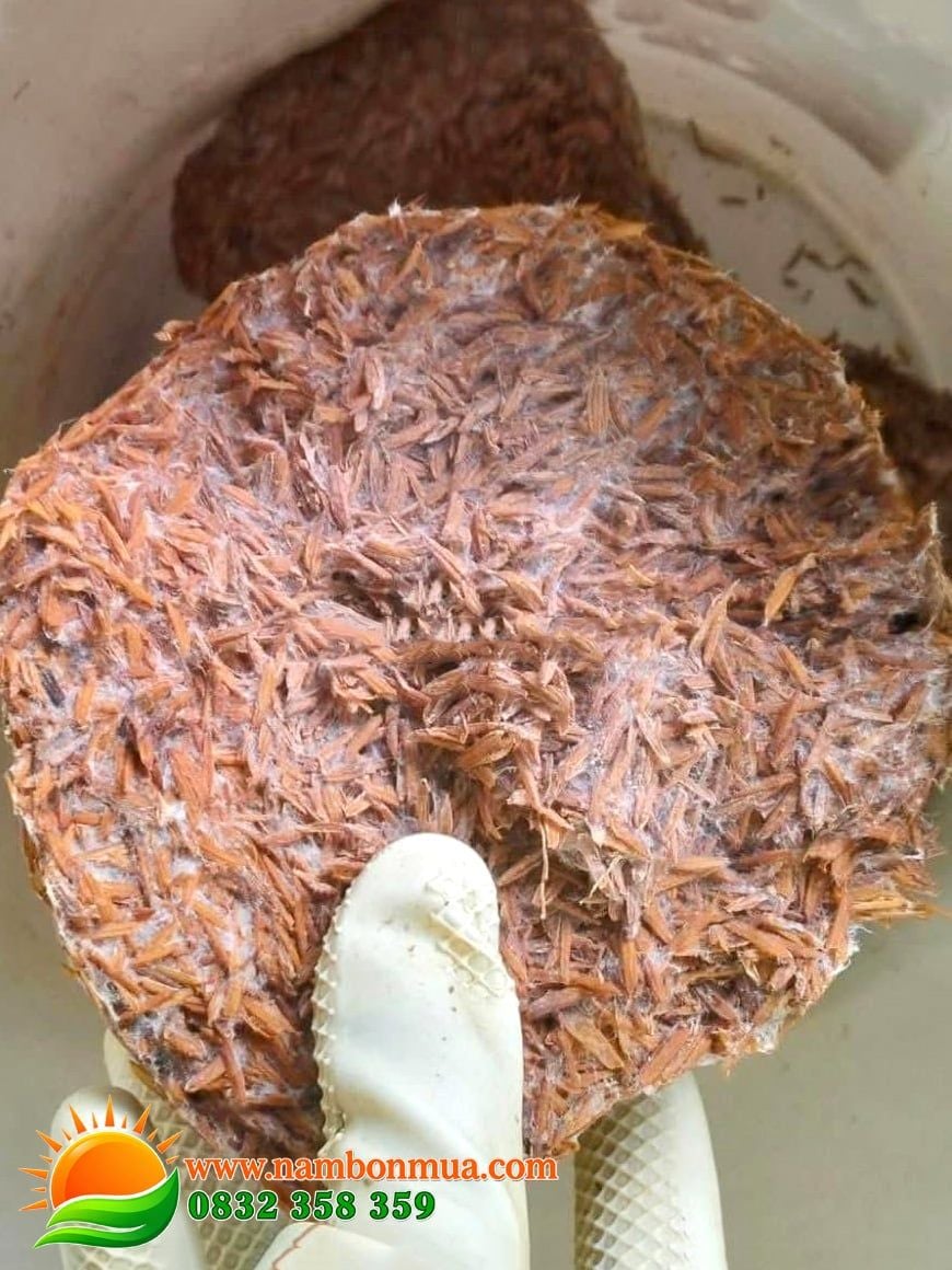 Meo Giống Nấm Rơm - Thương hiệu Làng Nấm Bốn Mùa