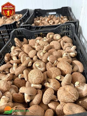 Mua Nấm Hương Tươi - 100% Nấm Sạch, Chất Lượng Từ Nông Trại