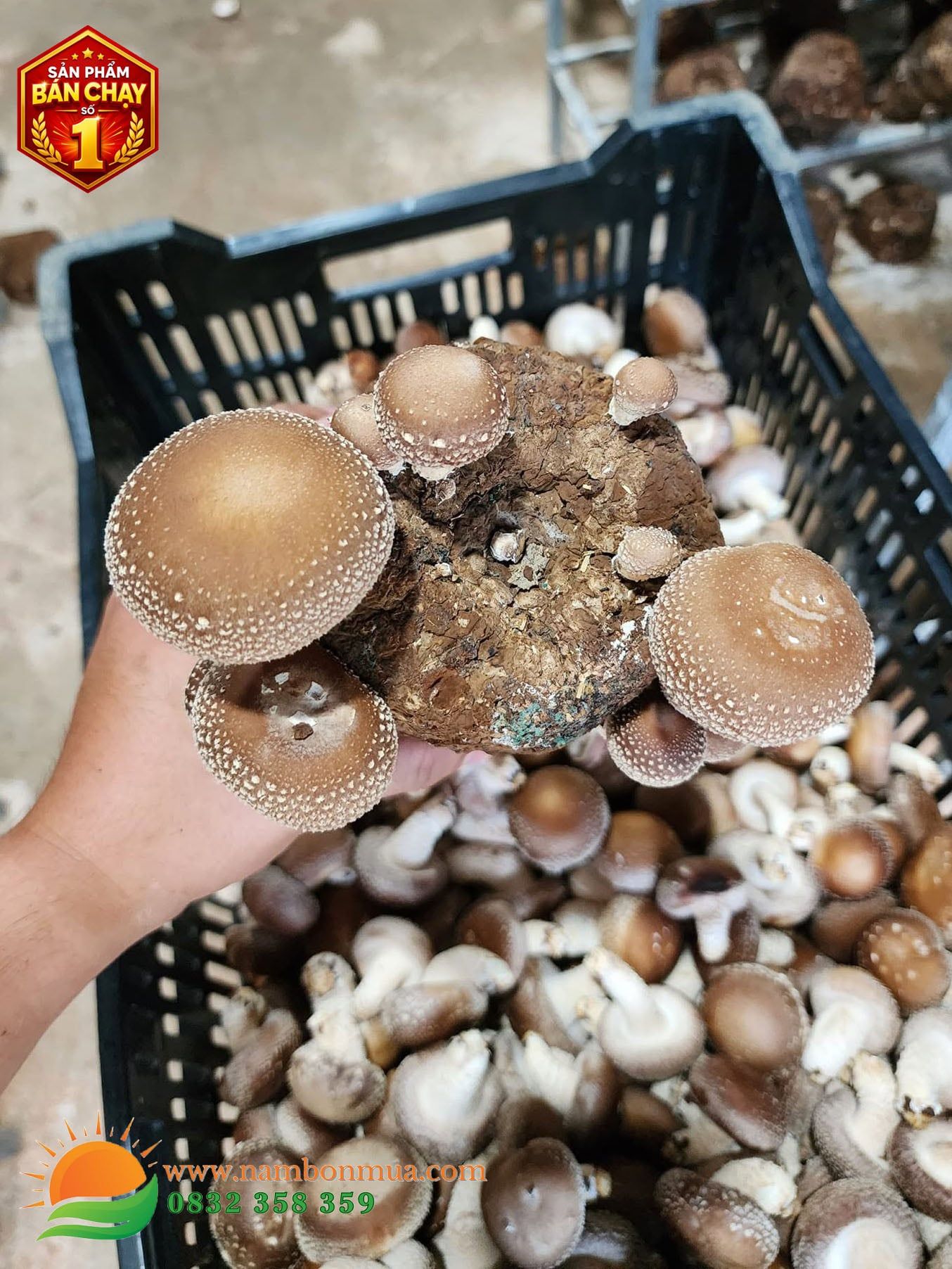 Mua Nấm Hương Tươi - 100% Nấm Sạch, Chất Lượng Từ Nông Trại
