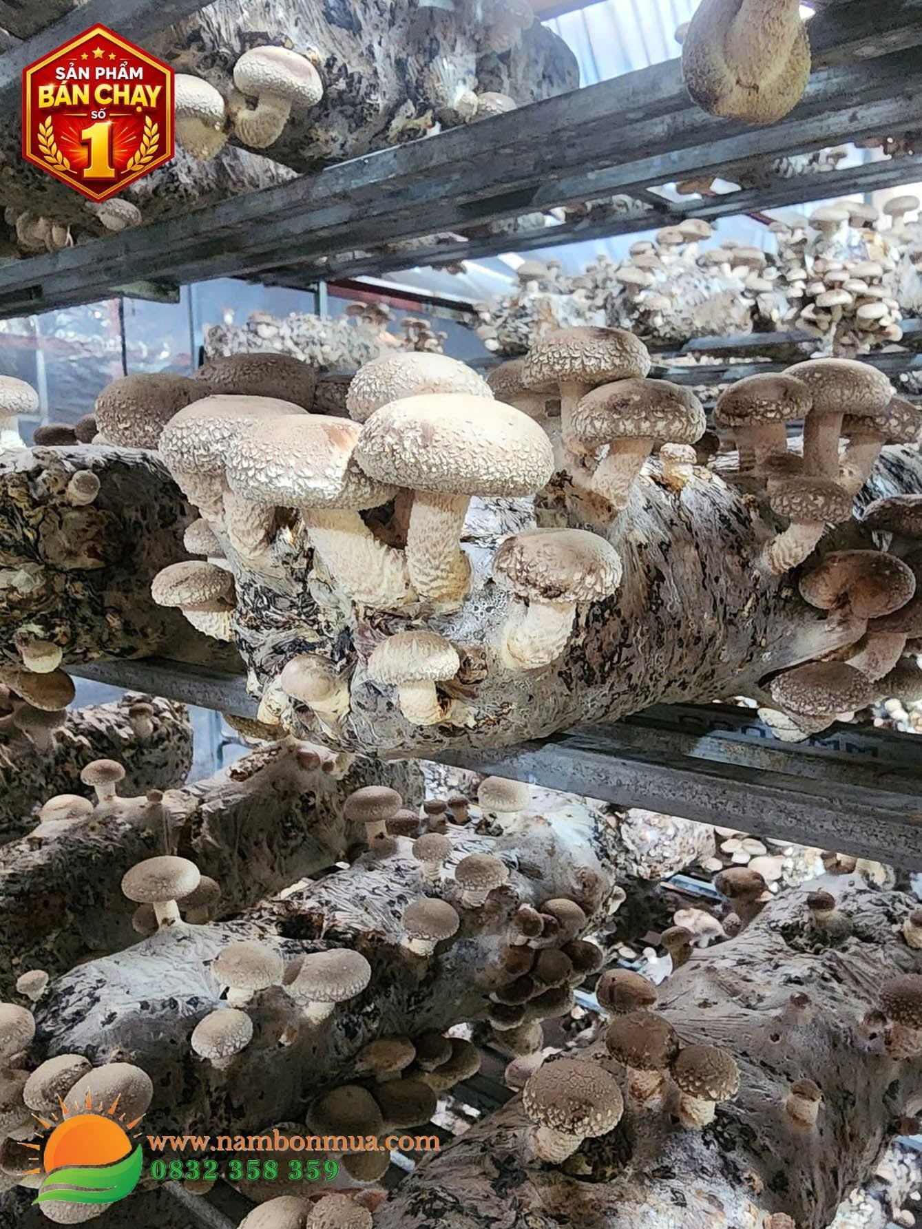 Mua Nấm Hương Tươi - 100% Nấm Sạch, Chất Lượng Từ Nông Trại