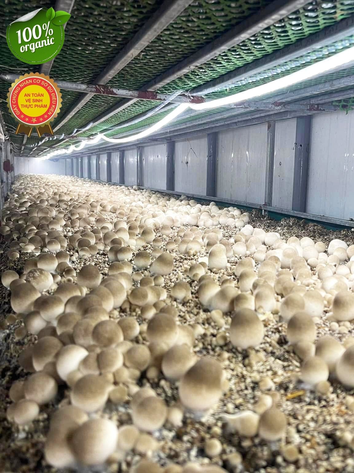 Nấm Rơm Tươi Loại 1 – Nấm Búp Chắc, Giòn Ngọt, Giao Nhanh Trong Ngày
