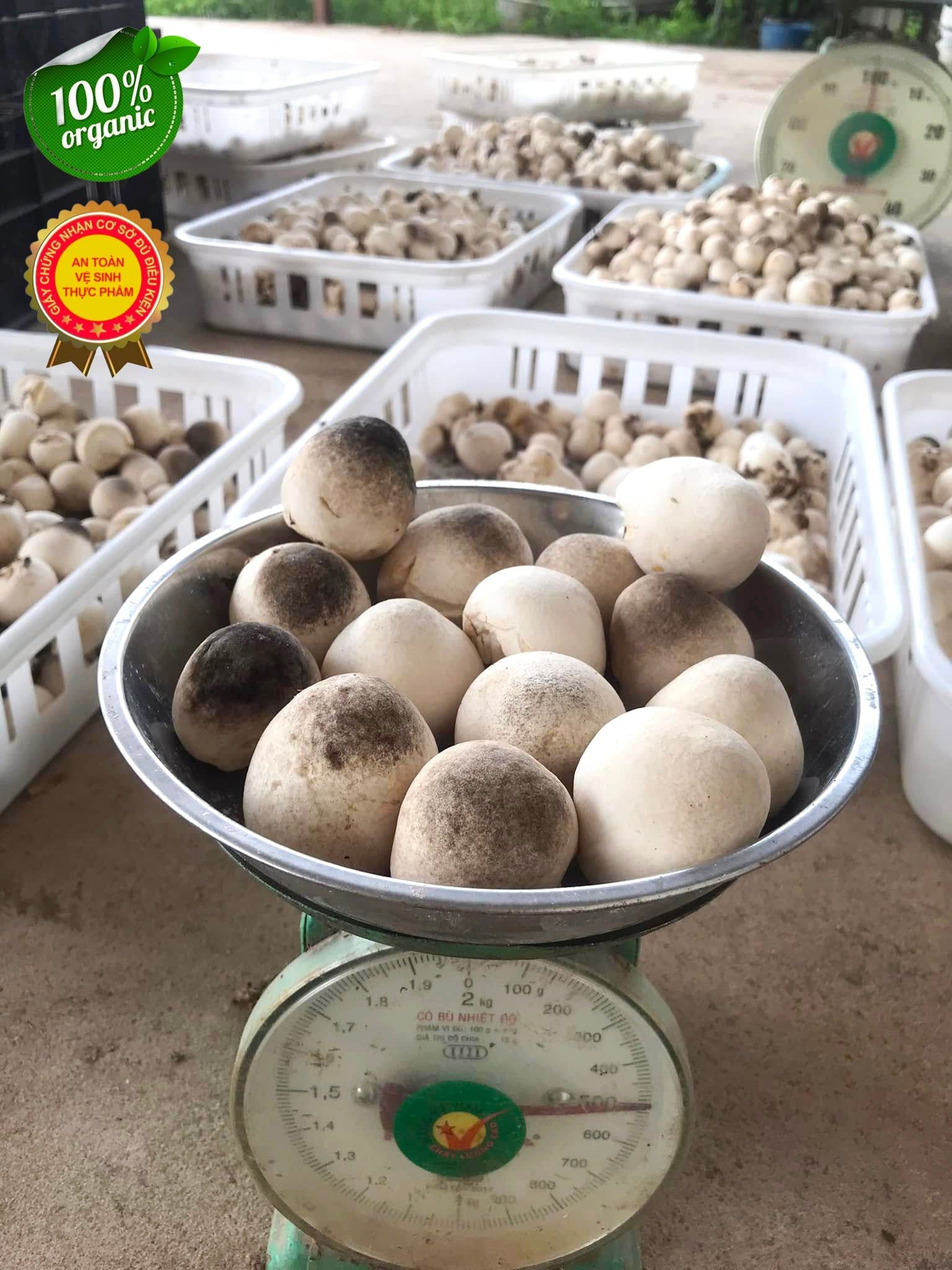 Nấm Rơm Tươi Loại 1 – Nấm Búp Chắc, Giòn Ngọt, Giao Nhanh Trong Ngày