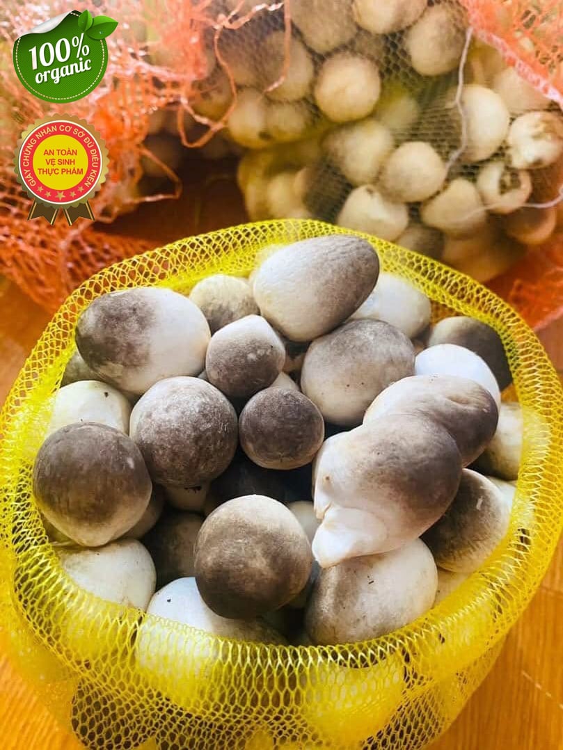Nấm Rơm Tươi Loại 1 – Nấm Búp Chắc, Giòn Ngọt, Giao Nhanh Trong Ngày