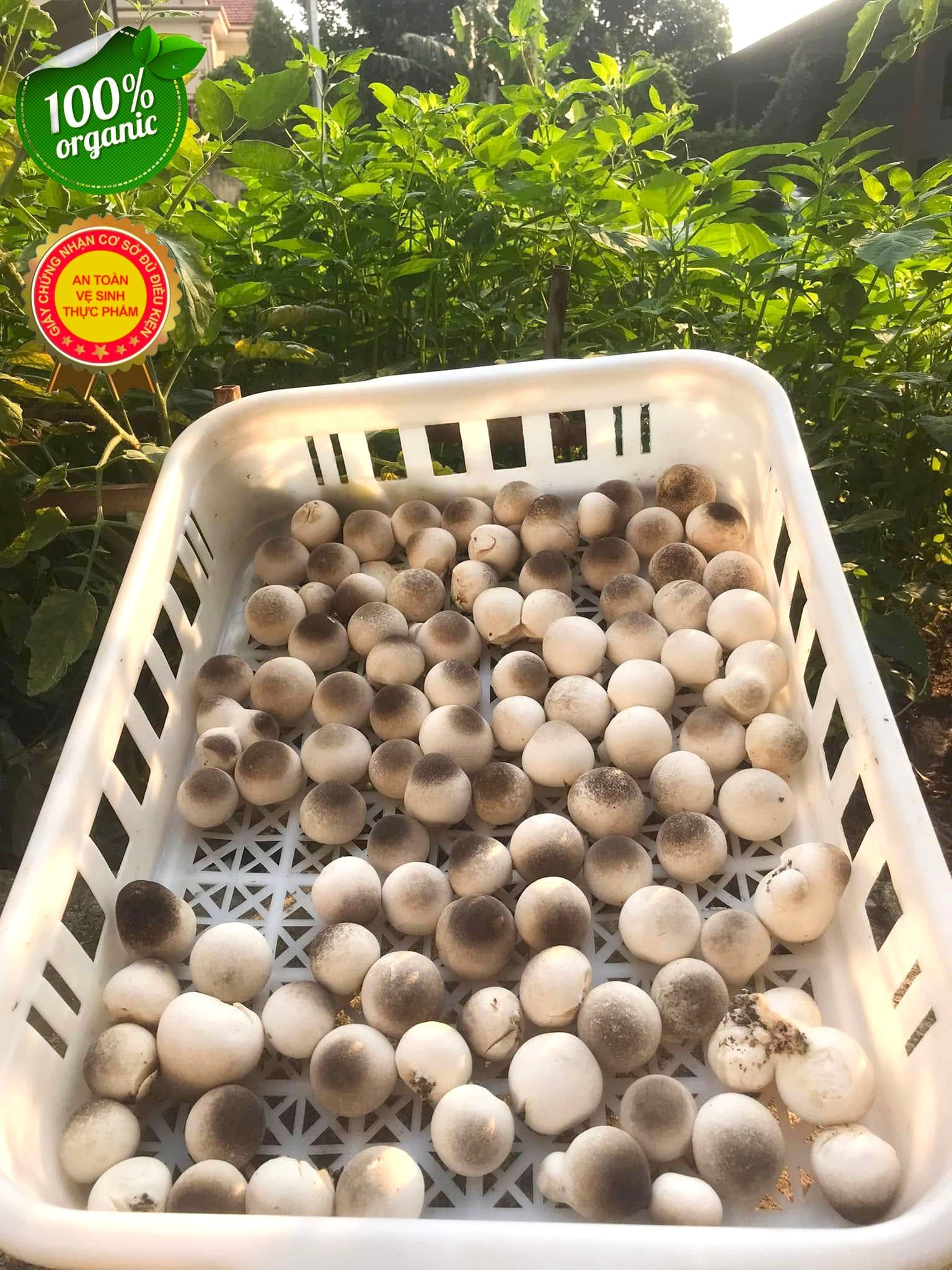 Nấm Rơm Tươi Loại 1 – Nấm Búp Chắc, Giòn Ngọt, Giao Nhanh Trong Ngày