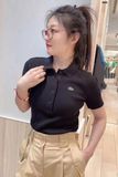  Áo POLO LACOSTE 4 màu thun tăm 250511 