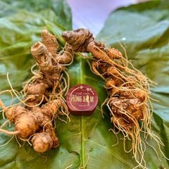 Sâm Ngọc Linh KonTum 8–15 năm | Chuẩn VIP, quà tặng doanh nhân