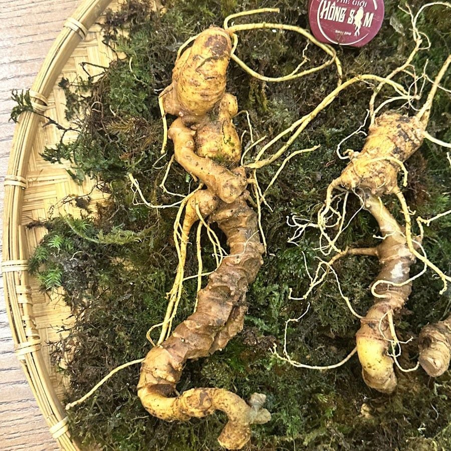 Sâm Ngọc Linh KonTum 8–15 năm | Chuẩn VIP, quà tặng doanh nhân