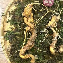 Sâm Ngọc Linh KonTum 8–15 năm | Chuẩn VIP, quà tặng doanh nhân