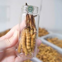 Đông Trùng Hạ Thảo Tây Tạng Tươi Kingsize 1.1 - 1.3g/con (Túi 10 con)