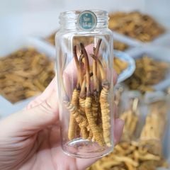 Đông Trùng Hạ Thảo Tây Tạng Tươi - Size 0,5 - 0,6g/con (Túi 10 con)