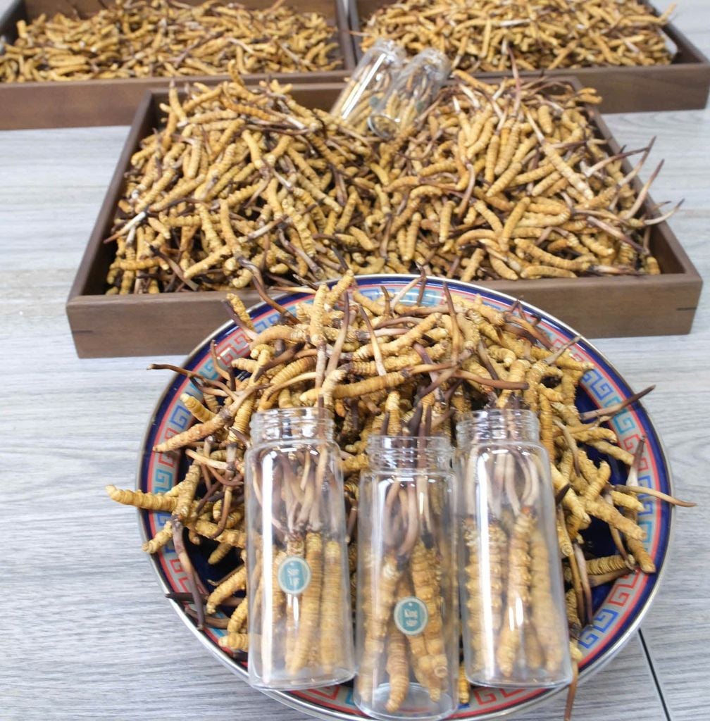 Đông Trùng Hạ Thảo Tây Tạng Tươi - Size 0,7 - 0,8g/con (Túi 10 con)
