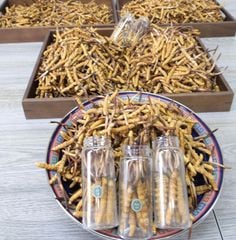 Đông Trùng Hạ Thảo Tây Tạng Tươi - Size 0,7 - 0,8g/con (Túi 10 con)