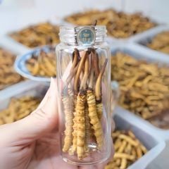Đông Trùng Hạ Thảo Tây Tạng Tươi - Size 0,7 - 0,8g/con (Túi 10 con)