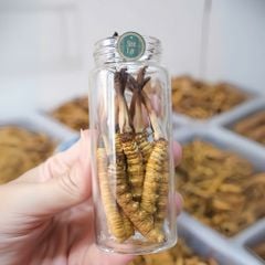 Đông Trùng Hạ Thảo Tây Tạng Tươi - Size 0,9 - 1g/con (Túi 10 con)