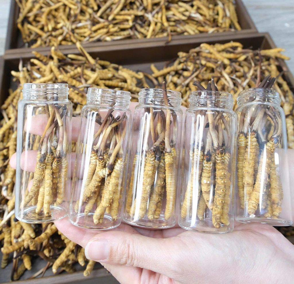 Đông Trùng Hạ Thảo Tây Tạng Tươi Kingsize 1.1 - 1.3g/con (Túi 10 con)