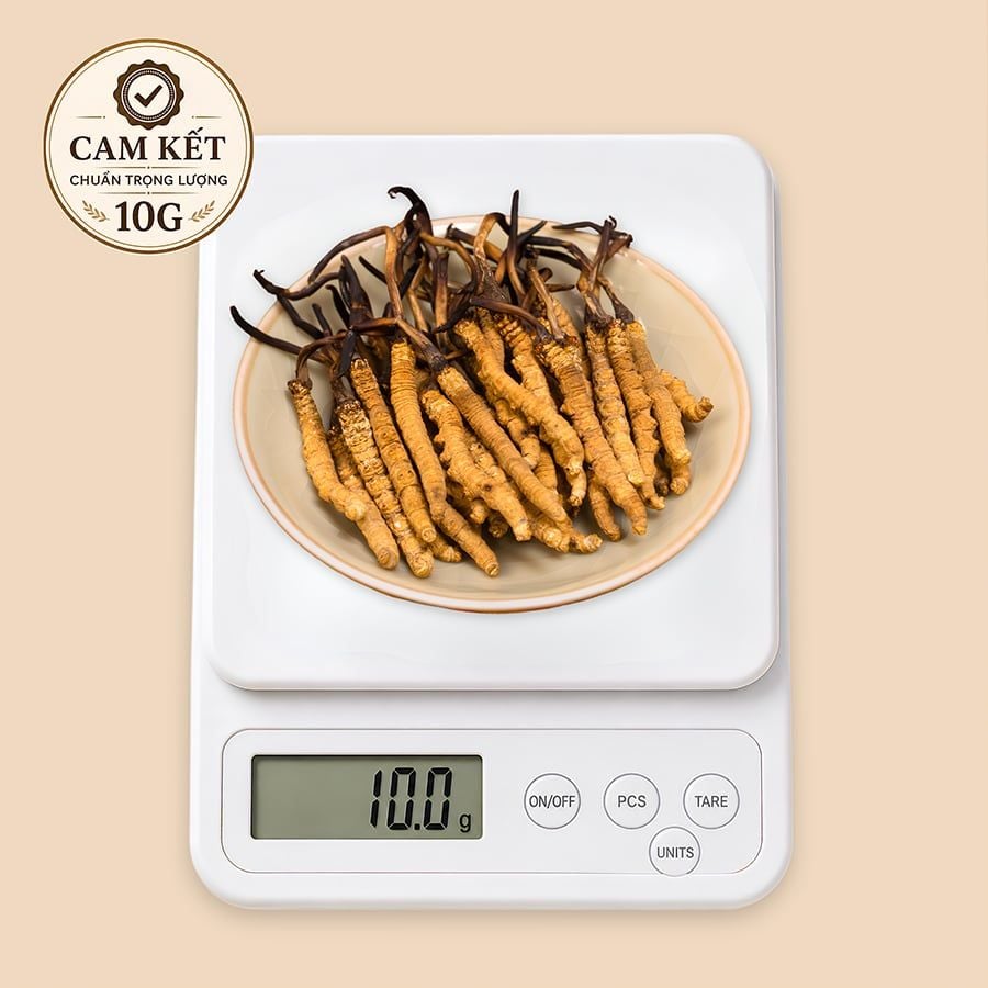 Đông Trùng Hạ Thảo Tây Tạng Vip - 40con/10g Hàng Tuyển Chọn