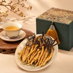 Đông Trùng Hạ Thảo Tây Tạng Vip - 40con/10g Hàng Tuyển Chọn
