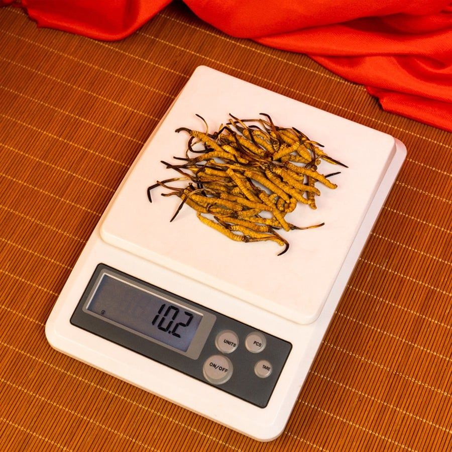 Đông Trùng Hạ Thảo Tây Tạng Vip - 50con/10g Hàng Tuyển Chọn