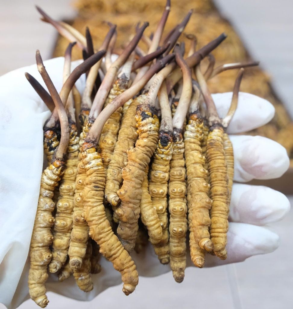Đông Trùng Hạ Thảo Tây Tạng Tươi - Size 0,9 - 1g/con (Túi 10 con)
