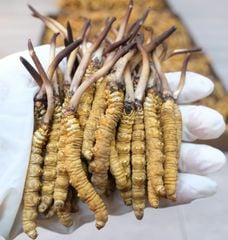 Đông Trùng Hạ Thảo Tây Tạng Tươi Kingsize 1.1 - 1.3g/con (Túi 10 con)