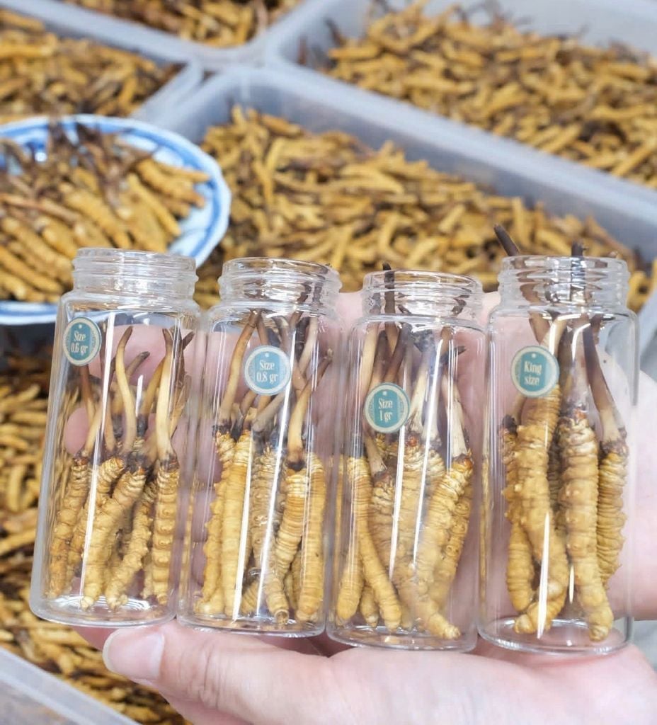 Đông Trùng Hạ Thảo Tây Tạng Tươi - Size 0,9 - 1g/con (Túi 10 con)